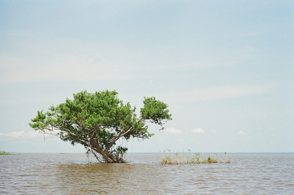 A lone tree stands in calm, shallow water.