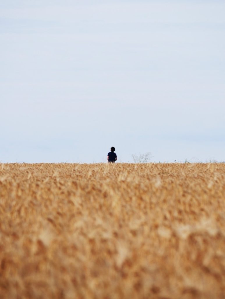 Person standing in a vast wheat field under sky